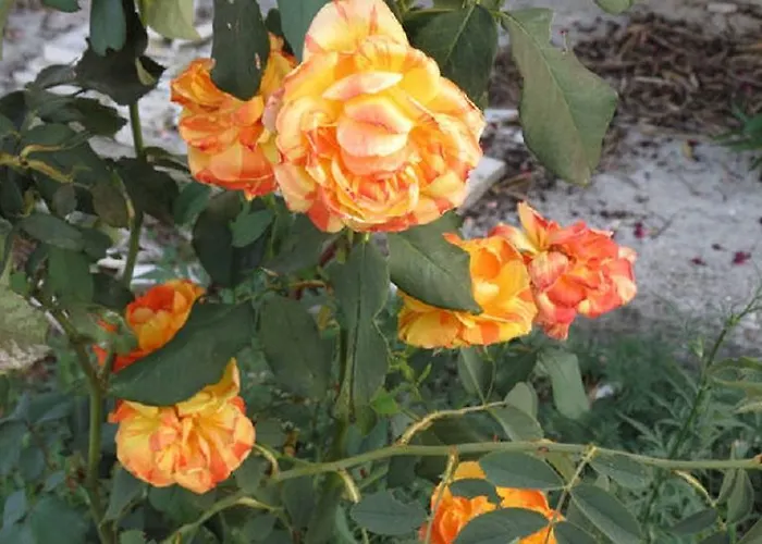 Ivarossa * 特罗吉尔